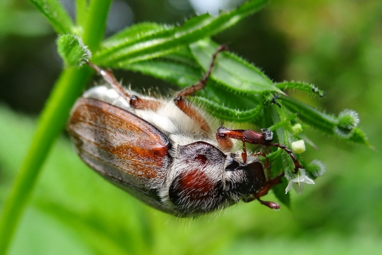 Борьба с майским жуком