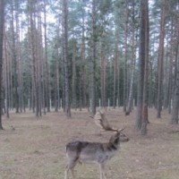 Экскурсия в Беловежскую пущу -4652