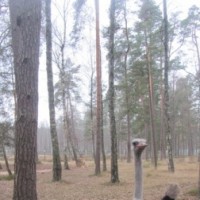 Экскурсия в Беловежскую пущу -4651