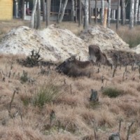 Экскурсия в Беловежскую пущу -4649