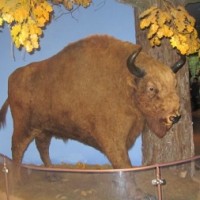 Экскурсия в Беловежскую пущу -4653