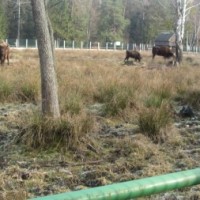 Экскурсия в Беловежскую пущу -4650