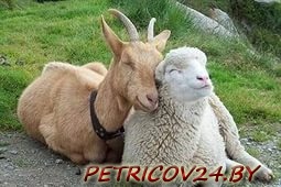 Продам Коз и овец