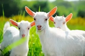 Продам Козы молочные, цесарки, гуси, куры