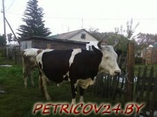 Продам Корову и телку, стельные