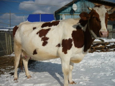 Продам Корова стельная