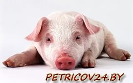 Продам Поросят (д. Михедовичи)