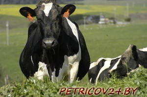 Куплю Корову, быка, коня, жеребенка