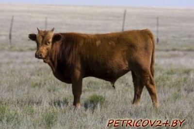 Куплю Теленка, быка, жеребенка