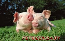 Продам Поросят в д. Куритичи