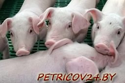 Продам Поросят породы Ландрас