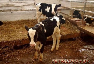 Куплю Теленка, корову. Дорого.