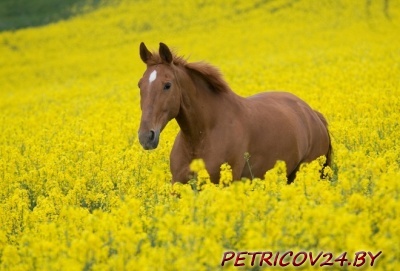 Продам Робочая Лошадь