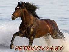 Продам Конь, 9 лет, д. Рог.