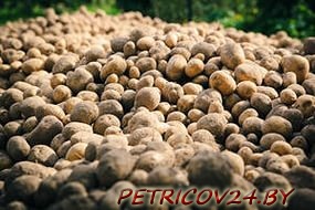 Куплю Мелкий картофель