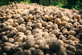 Продам Картофель мелкий
