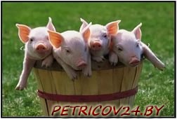 Продам Поросят (2 месяца)