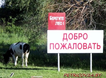 Cнят запрет на посещение населением лесов и торфяников на территории Петриковского района