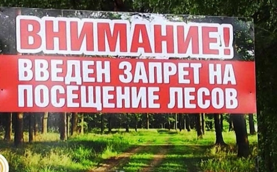 Введен запрет на посещение лесов
