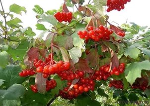 Что мы знаем о калине