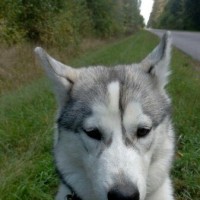 Пропала собака Юта
