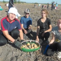 Усе разам бульбу мы капалі