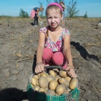 Усе разам бульбу мы капалі