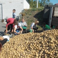 Усе разам бульбу мы капалі