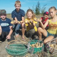 Усе разам бульбу мы капалі