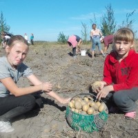 Усе разам бульбу мы капалі