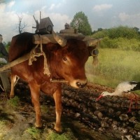 Экскурсия в "Музей природы и быта" аг. Лясковичи