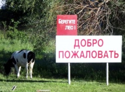 Cнят запрет на посещение населением лесов и торфяников на территории Петриковского района