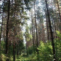 Залесское лесничество