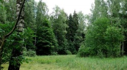 Лучицкое лесничество