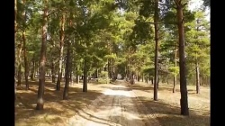 Петриковское лесничество