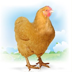 Гигантские куры – «лисьи цыплята»