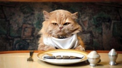 Почему кошка стала плохо кушать?