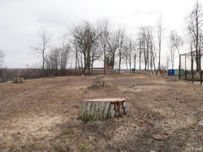 Жители Петрикова жалуются, что в парке и на площади вырубили около ста деревьев.