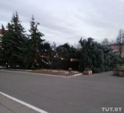 Жители Петрикова жалуются, что в парке и на площади вырубили около ста деревьев.