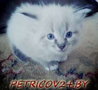 Белый котенок(мальчик) и 2 полосатые серенькие кошечки ищут хозяев