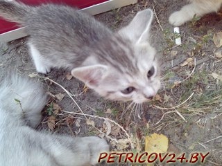 Отдам котят в хорошие руки.