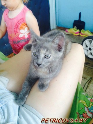 Отдаю кошечку в добрые руки. Кушает всё,ходит в лоток.