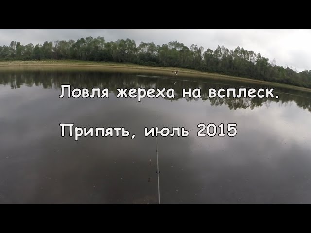 Ловля жереха на всплеск р. Припять 2015 Беларусь Fishing for asp on splash. GoPro