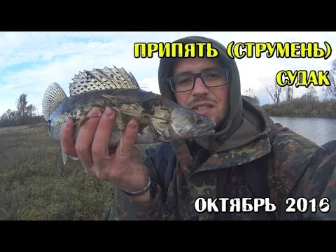 Рыбалка на судака. Река Припять(Струмень). Осень 2016