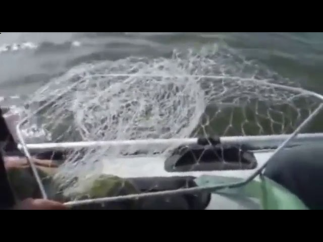 Рыбалка в Чернобыле - видео