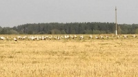 Саммит аистов у г.Петрикова утро 28.08.15 г.