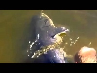 Чернобыльские гиганские сомы мутанты реки Припять