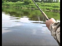 Ловля сомов на реках Беларуси