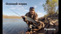Осенний жерех. Река Припять. Fishing for Asp. GoPro