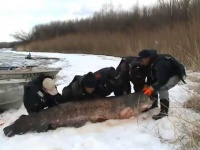 Рыба из реки Припять